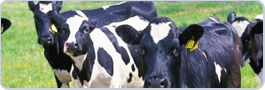 RFID Animal Tags